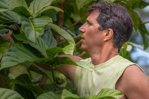 The Noni Leaf: The All Everything Medicine