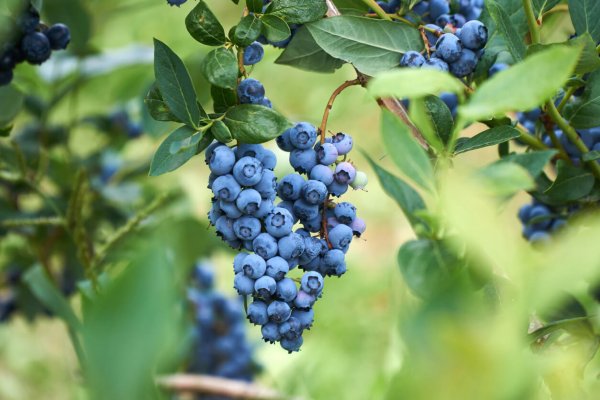 The Top 4 Nutrients for Brain Health, Focus, and Memory