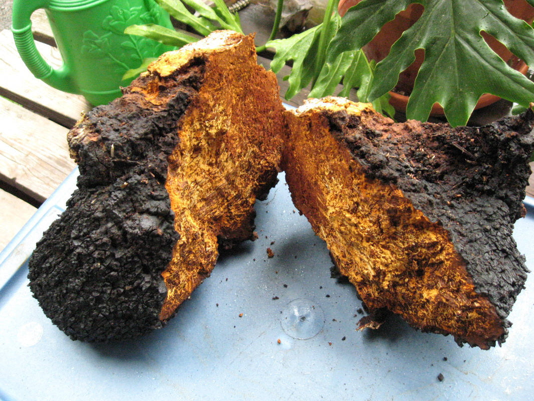 Darin Olien and Chaga Tea: Chaga, The King of All Mushrooms